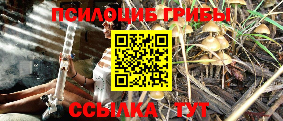 Псилоцибиновые грибы Psilocybine cubensis Гатчина